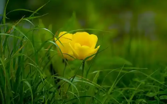 Flora Screensaver